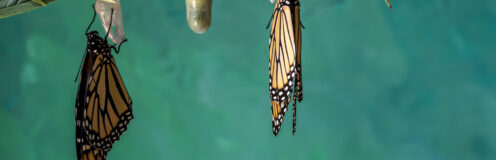 Transformation du caractère : Introduction